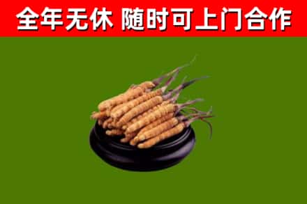 东西湖烟酒回收冬虫夏草.jpg